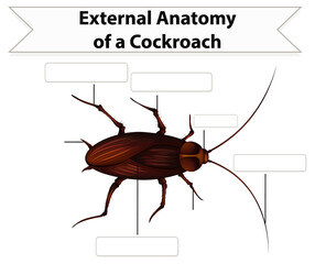 External Anatomy of a cockroach worksheet