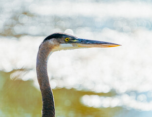 Great Blue Heron