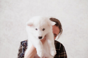 woman hiding behind yakutian laika puppy. cute white dog on woman's hands.