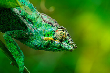 L'Endormi ou caméléon, Ile de La Réunion