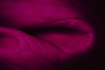 purple close-up detail of a rose flower blossom petal folding