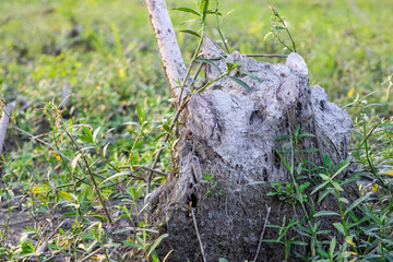 Big tree stump of a wild plant on agricultural land close up shot