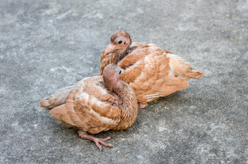 Two young baby pigeon sitting on the rooftop under the soft sunlight with selective focus