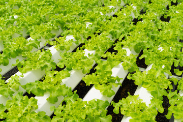 Farm of Hydroponic Plantation, Fresh vegetables in hydroponic greenhouse farm Hydroponics, Organic...