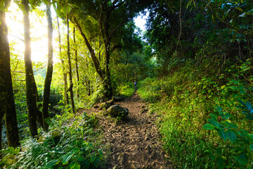 Underwood hiking road, Reunion Island © Gael Fontaine