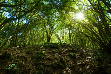 Underwood hiking road, Reunion Island