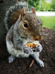 squirrel eating a walnut in London