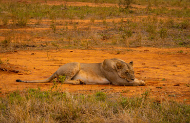 Lions of Tsavo East National Park, Kenya