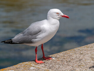 Western Gull