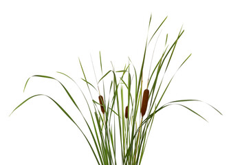 Beautiful reeds with catkins on white background