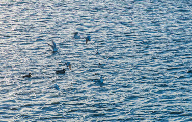 Sea birds, gulls and mallards on the windy waters of the lake Mälaren a sunny and color full autumn day in Stockholm