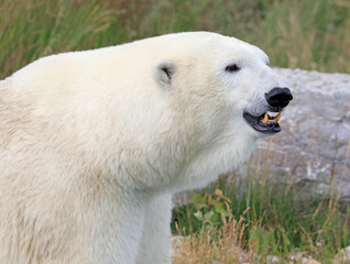 Polar bear portrait, Quebec, Canada