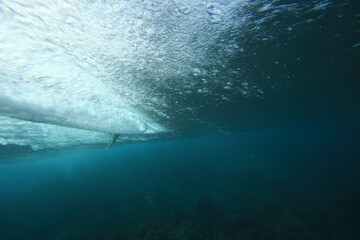 underwater view of a surfing riding a wave in clear water