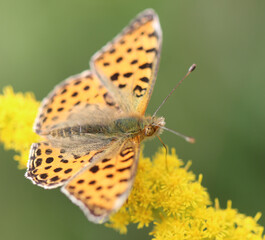 Kleiner Perlmuttfalter - Queen of Spain fritillary