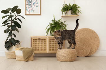Cute tabby cat on wicker pouf indoors