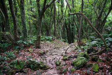 Obraz premium a primeval forest with vines, moss and old trees