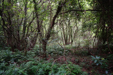 Obraz premium a primeval forest with vines, moss and old trees