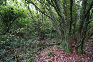 a primeval forest with vines, moss and old trees