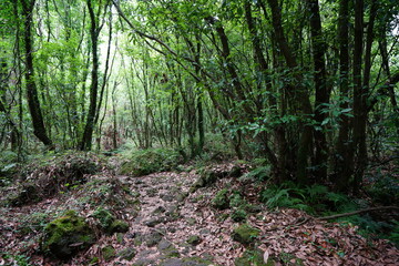 Obraz premium a primeval forest with vines, moss and old trees