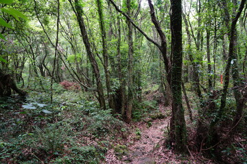 a primeval forest with vines, moss and old trees