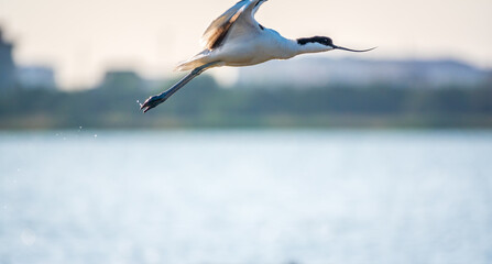 Water bird pied avocet, lat. Recurvirostra avosetta, flies over the lake. The pied avocet is a...