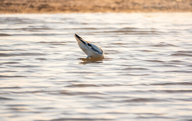 Water bird pied avocet, Recurvirostra avosetta, feeding in the lake. The pied avocet is a large...