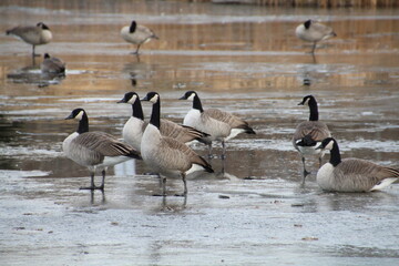 canadian geese in the water