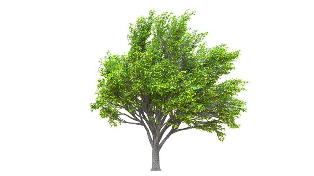 Growing trees on a white background 3D animation growth grow from small to large, FagusSylvatica trees animate in the breeze on white background with alpha mattes 3D virtual tree. Separated with alpha