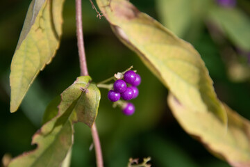 紫色に輝くコムラサキの果実