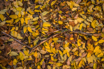 autumn leaves background