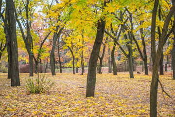 autumn trees in the park