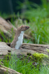 Weasel, Mustela nivalis,