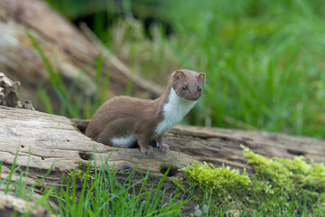 Weasel, Mustela nivalis,