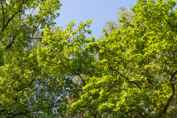 Fototapeta premium Landscape with of tops of clump of trees