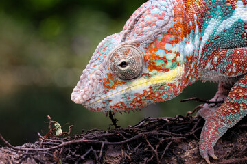close up of a chameleon
