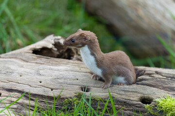 Weasel, Mustela nivalis,