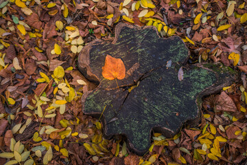 autumn leaves on the ground