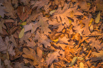 autumn leaves background