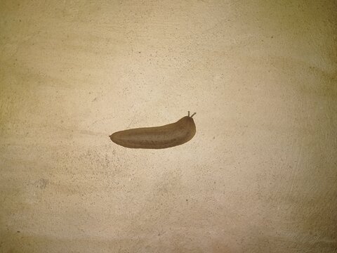 Slug on a wall