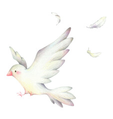 羽ばたく白い鳥と舞う羽　手描き色鉛筆画