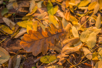 autumn leaves on the ground