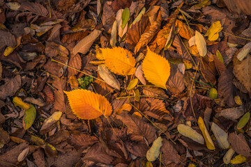 fallen autumn leaves