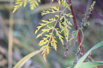 Autumnal annual ragweed leaves closeup view with blurred background