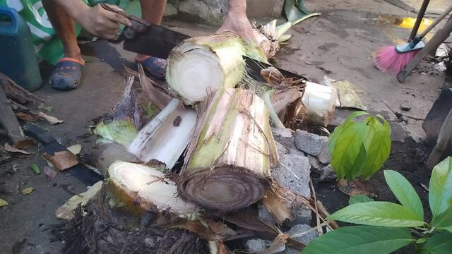 Cutting a banana stock with a handsaw