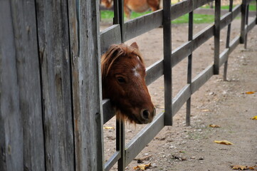 Portrait of a brown pony in an aviary.