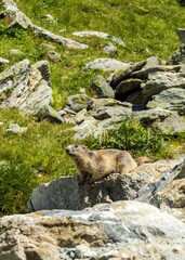 Alpine marmot (Marmota marmota) sunning on a rock in Swiss Alps
