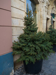 View of New Year or Christmas decoration with two fir trees in flower pot during winter holidays in Lviv city, Ukraine. Christmas installation on the street