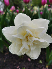 White terry daffodil in raindrops on a flower bed in the park on Elagin Island in St. Petersburg.