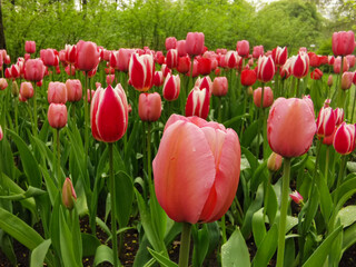 Flower beds with pink and red tulips with a white border in the park. The festival of tulips on Elagin Island in St. Petersburg.