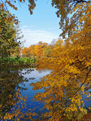 Autumn in the park. Trees with bright, yellow, falling leaves grow on the shore of the pond and are reflected in its water.